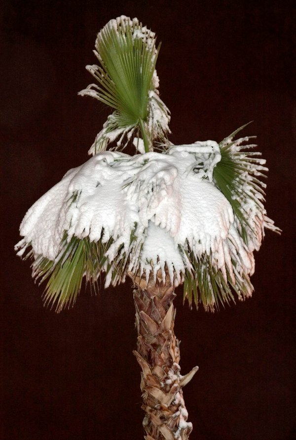 Snow covers a palm tree on Sahara Avenue near Fort ...