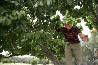 John DeLee picks an apricot from a tree on his land in Amargosa Valley Thursday, June 4, 2009. 