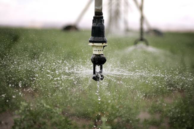 A Nevada alfalfa field gets watered on Friday, June 6, 2009.  