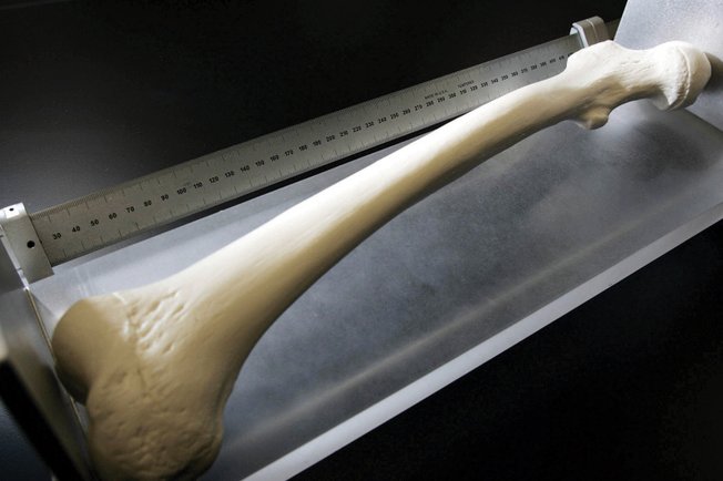 
A plastic model of a femur is a teaching tool in the forensic science program at UNLV, which is less than five years old and is being phased out. 