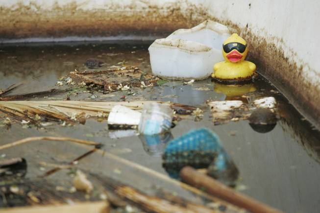 A stagnant, debris-filled puddle is all that's left in the pool at this home. In 2007 the Southern Nevada Health District logged 1,624 complaints of green pools, a huge jump from the number in 2006. 