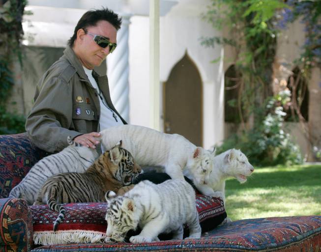 Roy Horn of the illusionist team Siegfried & Roy plays with six-week-old white, white-striped and golden tiger cubs at his Las Vegas home on Thursday June 12, 2008. 