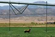 A mule deer strolls through an alfalfa field near Wheeler Peak in White Pine County. In 1985, Sen. Harry Reid began working to establish Nevada's first national park with the mountain at its center. 