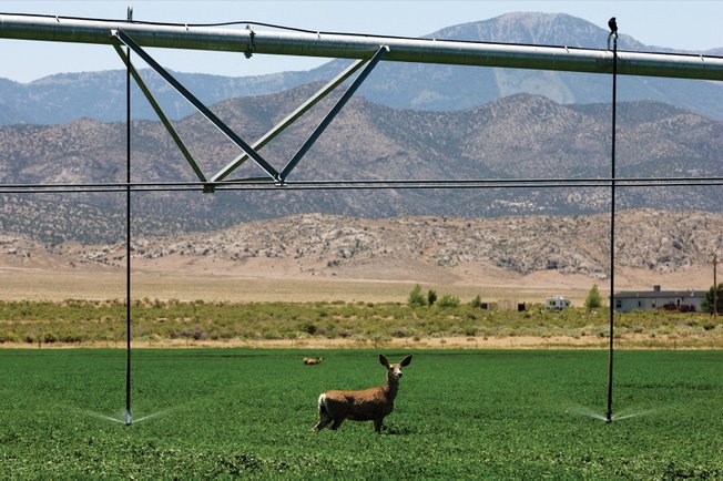 A mule deer strolls through an alfalfa field near Wheeler Peak in White Pine County. In 1985, Sen. Harry Reid began working to establish Nevada's first national park with the mountain at its center. 