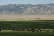 Spring Valley's abundance of water helps ensure livelihoods for cattle ranchers, who can grow lush crops of alfalfa.