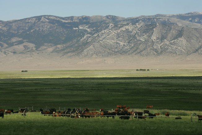 Spring Valley's abundance of water helps ensure livelihoods for cattle ranchers, who can grow lush crops of alfalfa.