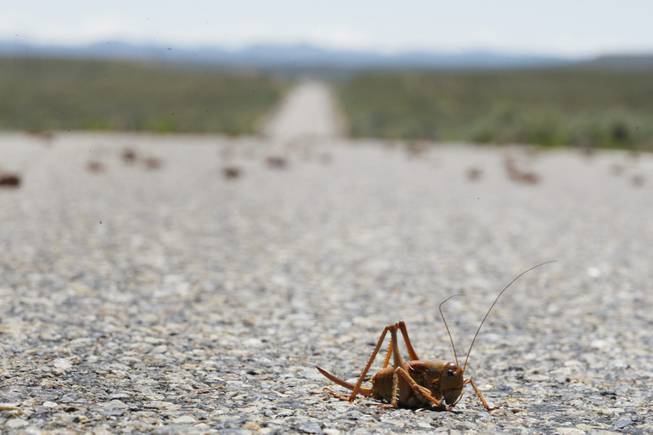 Mormon crickets cross a road north of Elko between the Mountain Station Inn and Taylor Canyon Monday, June 22, 2009. 