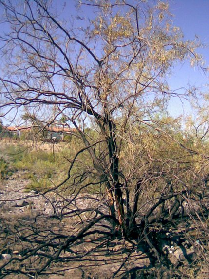 This burned desert willow tree in the Pittman Wash behind Silver Springs Recreation Center has inspired residents of the neighborhood to patrol the wash July 3 and 4 to watch for errant fireworks.