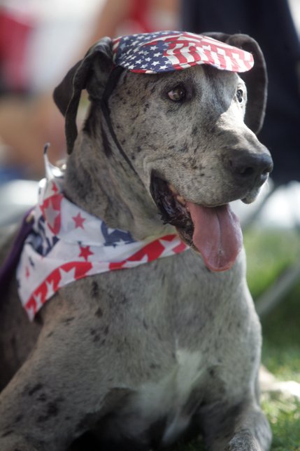 Dressed for the occasion, Amber, a Great Dane, came out for the Summerlin Patriotic Parade for the eighth year in a row.  