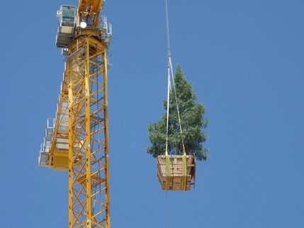 A tree was hoisted atop M Resort, Spa and Casino, paying homage to an old Norse tradition that symbolizes reaching the highest level.  The custom is followed at most topping offs around the valley.