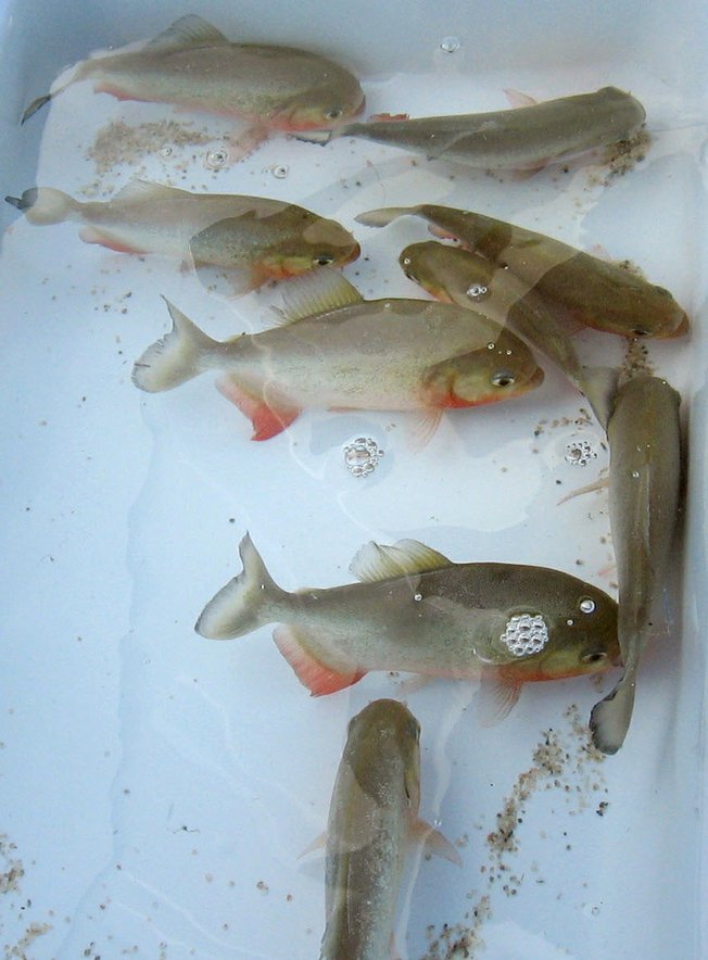 Red bellied piranhas were seized by the Nevada Department of Wildlife on Thursday from a southeast Las Vegas home. 