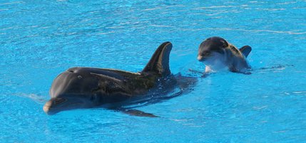 The unnamed baby dolphin and her mother, Huff n Puff, swim laps at The Mirage.  
