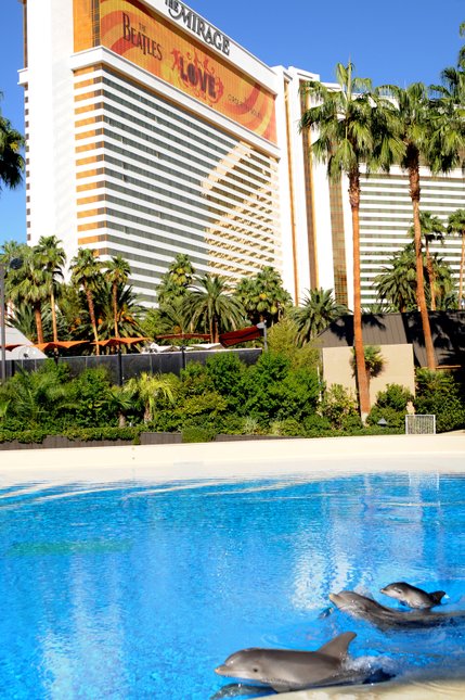 The Mirage Secret Garden and Dolphin Habitat now has three generations of dolphins with the newest addition.