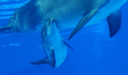 The unnamed calf likely will stay close to her mother for the first few weeks of her life.