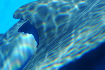Huff n Puff's dorsal fin is seen with the new calf close behind.