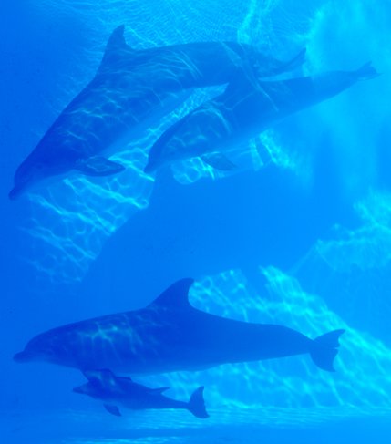 The family of dolphins swims laps, plays and jumps at the Mirage Secret Garden and Dolphin Habitat.