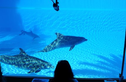 Colleen Ast, a senior trainer, is one of many on constant rotation to observe, record and note the dolphins' actions.