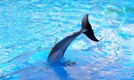 While there are no official performances, the dolphins are constantly jumping, flipping and playing.