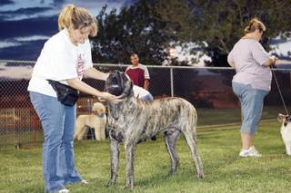 In preparation for the Black Mountain Kennel Club dog show, Heather Aguilera gives Abrams, her 9-month-old mastiff, instructions and praise during training class at Pecos Legacy Park. 