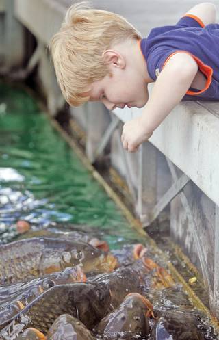 Connor Bateman, 4, reaches out to feed the carp at Las Vegas Boat Harbor on Sept. 19.  With so many popping their heads out of the water for food, Bateman couldn't resist the urge to touch one or two. Not indigenous to Lake Mead, carp have become a sort of attraction at the marina, with many eager to share the remains of their lunch with the fish.