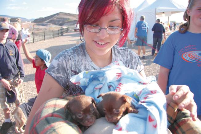 Claudia Castillo holds month-old Chihuahua puppies Tiny and Torito at the St. Francis feast day celebration at St. Francis of Assisi Catholic Church October 5. St. Francis is the patron saint of animals.  