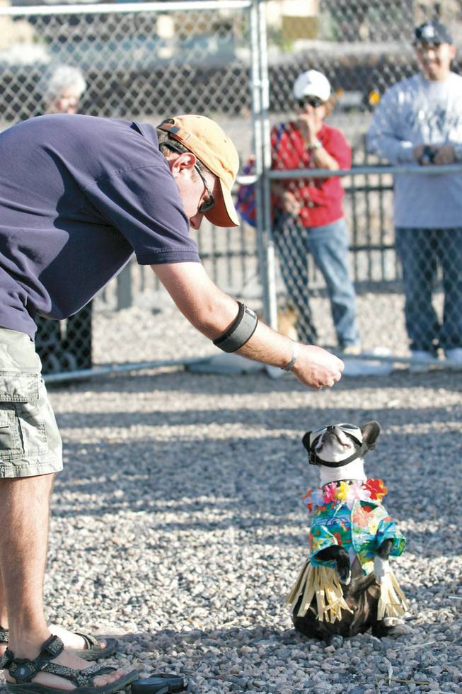 Chad Tucker and his Boston terrier, Gizmo, do tricks during the costume contest at the St. Francis feast day celebration at St. Francis of Assisi Catholic Church Oct. 5. 