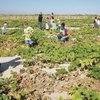 Careful not to step on any plants, kindergartners from D'Vorre and Hal Ober Elementary School search through a pumpkin patch Oct. 1 at the Gilcrease Orchard.