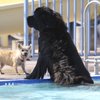 Annie and Schiezer, right, enjoy a morning swim during the Doggie Paddle and Play Day at the Henderson Multigenerational Pool on Saturday.