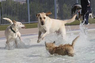 Wrigley, a 1-year-old Labrador, center, skips through the water while playing with other dogs during the the Doggie Paddle and Play Day at the Henderson Multigenerational Pool on Saturday.