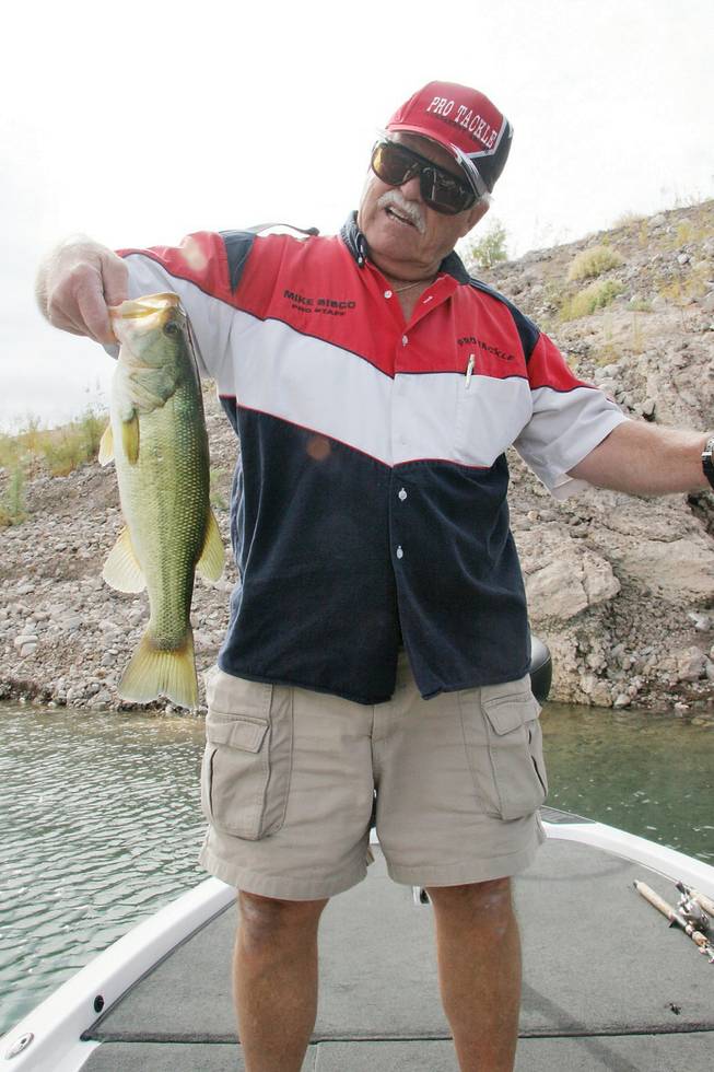 Mike Sisco, a local angler, holds up a two-pound large mouth bass at Lake Mead on Sunday.