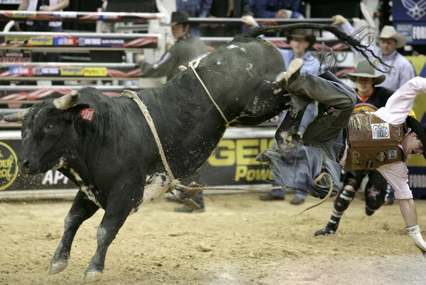 Bull riding at the final round of the PBR World ...