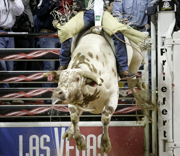 Bull riding at the final round of the PBR World ...