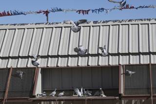 After racing 331 miles, 15 out of 155 pigeons cross the finish line by landing on an electronic pad during the Las Vegas Classic pigeon race Monday. Traveling at 73 miles per hour, Bill Tadlock's pigeon was tracked via his computerized ankle bracelet and was awarded the first-place prize of $25,000.