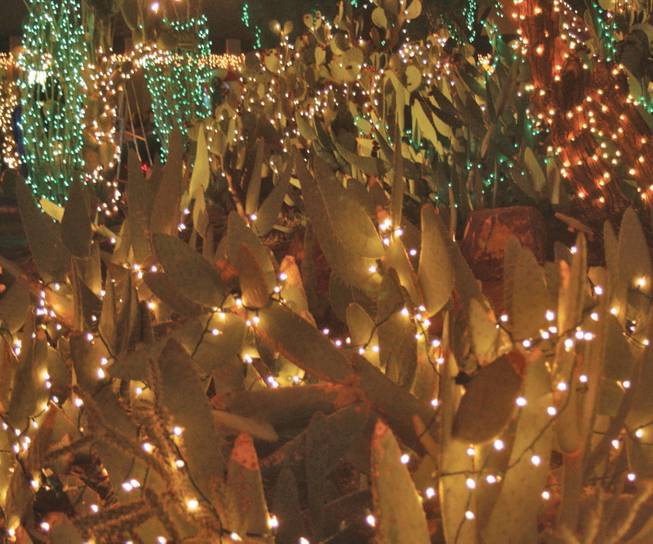 A cactus is decorated with lights for the holiday season at the cactus garden at the Ethel M Chocolate Factory.