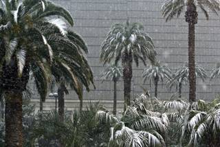 Snow collects on trees at the Luxor on the Las Vegas Strip on Wednesday. 