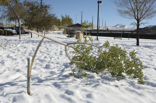 A newly planted tree lies snapped Thursday in Anthem Hills Park. The tree buckled under the weight of the snow. A rare snowstorm blanketed the Las Vegas Valley on Wednesday, delaying flights, causing widespread fender-benders and canceling school. More than 6 inches of snow fell in parts of the valley, forecasters said.