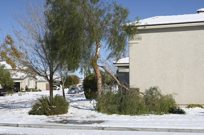 A broken tree branch rests in the front lawn of a home near Temporale and Tedesca drives in the Anthem area of Henderson on Thursday afternoon. A rare snowstorm blanketed the Las Vegas Valley on Wednesday, delaying flights, causing widespread fender-benders and canceling school. More than 6 inches of snow fell in parts of the valley, forecasters said.