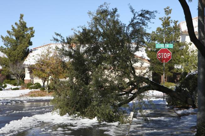 Following the snow storm, a tree lays in the middle of the street at the intersection of Dashwood Street and Sundew Avenue near Sunridge Heights in Henderson Thursday morning.