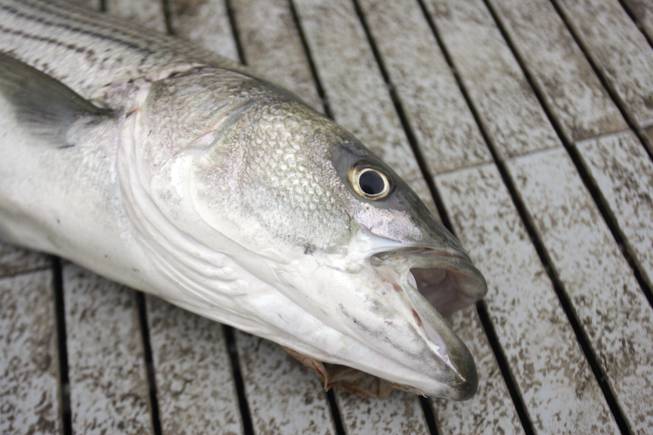 Weighing in at 7.75 pounds, a striped bass lays dying on the dock after being caught at Boulder Harbor on Dec. 8.