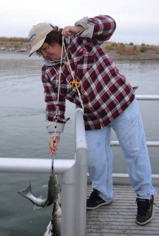Trish Hayes checks her days catch at the Boulder Harbor dock in this file photo from December. Natural causes have made it difficult for the Nevada Department of Wildlife to keep the lake stocked with fish in 2009.