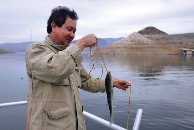 Lenin Tan strings a fish he caught on a rope to keep with the rest of his catch in the water on Dec. 8 at the Boulder Harbor dock. The Wildlife Commission recently voted to allow anglers in boats to fish within the now vacated harbor area.  

