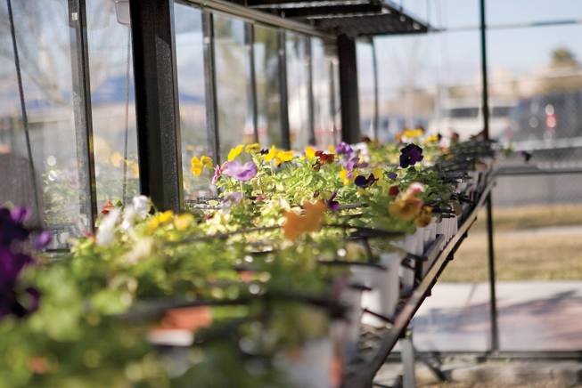 Each spring, Frank Lamping Elementary School students grow flowers and plants inside the school's greenhouse. The flowers are then sold to raise money for horticulture supplies.