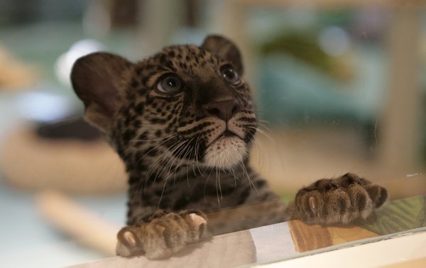 The Mirage on Wednesday introduced Java, the new leopard cub ...
