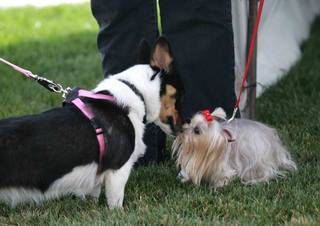 Dogs sniff each other Saturday during the Petstacular Pet fair at the Rainbow Library.