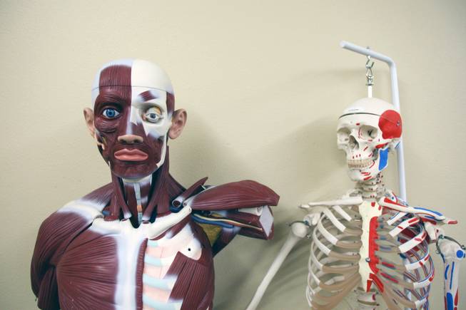 Muscle and bones: Medical displays are shown in a lecture hall at Touro University Nevada. 