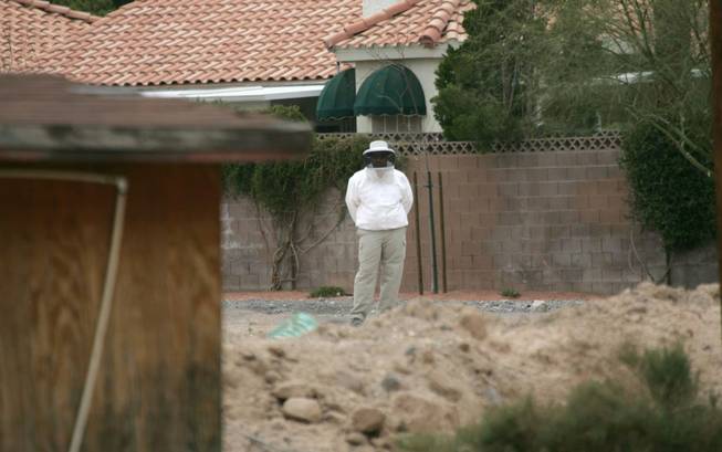 A beekeeper evaluates a site near Spencer Street and Eldorado Lane after a colony of Africanized bees was disturbed March 21.
