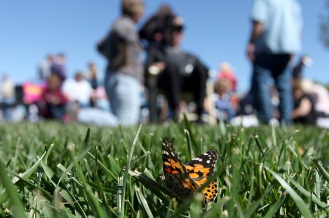 A butterfly sits in the grass after being released Saturday during the annual John Anderson Celebration of Life Live Butterfly Release, sponsored by the Nathan Adelson Hospice. Hundreds of black and orange Painted Lady butterflies were released into the sky as a symbolic tribute to lost loved ones.
