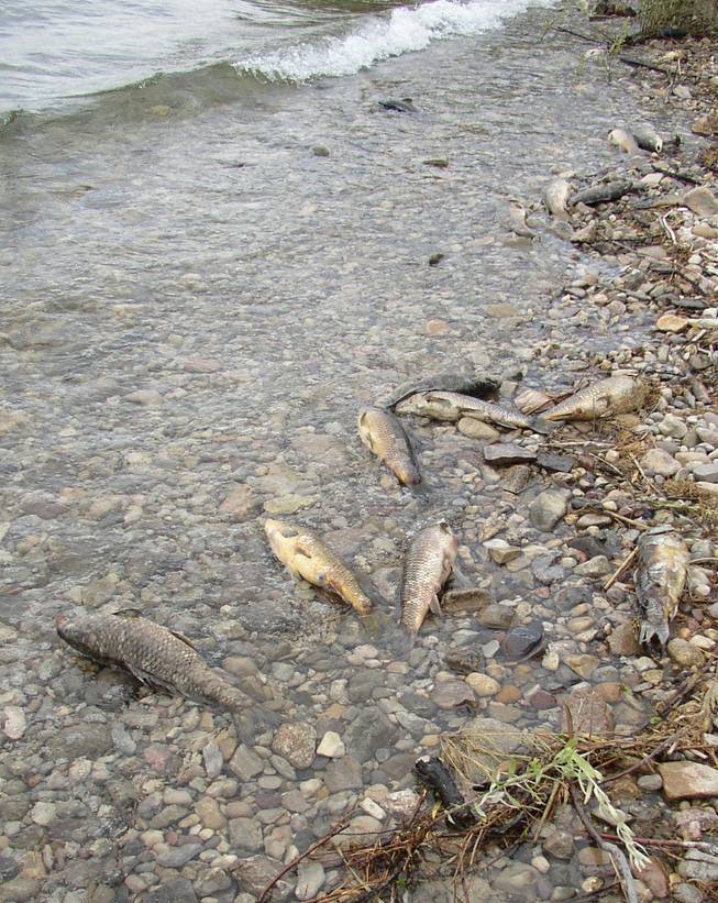 Thousands of dead carp are washing up along the shores of Lake Mohave.