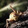 A Mormon cricket is shown near Taylor Canyon, north of Elko on Monday, June 22, 2009. 
