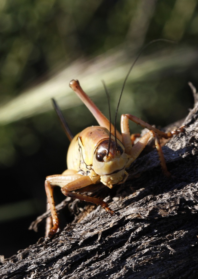 A Mormon cricket is shown near Taylor Canyon, north of Elko on Monday, June 22, 2009. 